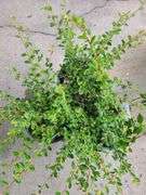 3) Cotoneaster Coral Beauty