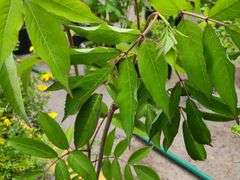 2) Bob Gordon Elderberry