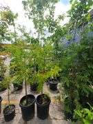 Bald Cypress