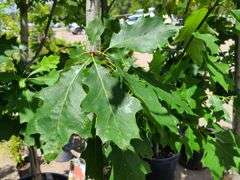 Northern Red Oak