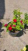 Rose Bush
