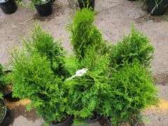 6) Emerald Green Arborvitae