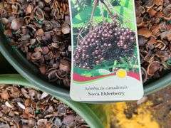 3) Nova Elderberry