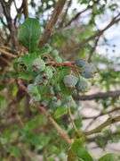 Bluecrop Blueberry Tree