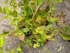 3) Highbush Blueberry