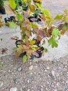 6) Snowflake Oakleaf Hydrangea