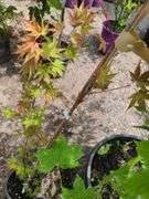 European White Birch, 3) Radiant Japanese Maple, Norway Maple