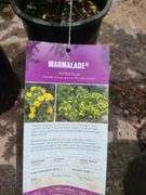 2) Marmalade Potentilla