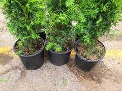 6) Emerald Green Arborvitae