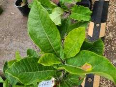 2) Fringe Tree