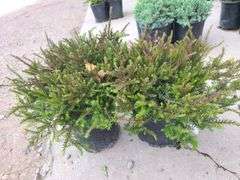 2) Heather Bushes
