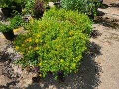 6) Cobalt-N-Gold Hypericum