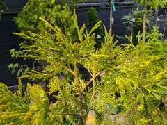 2) Cypress