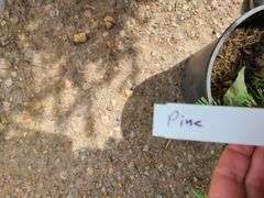 Pine Tree