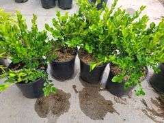 4) Winter Gem Boxwood