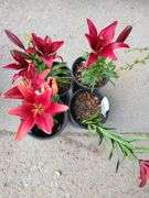4) Lilium Dwarf Violet