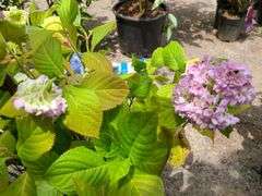 Hydrangea