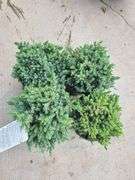 4) Blue Star Juniper