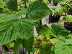 2) Red Raspberry