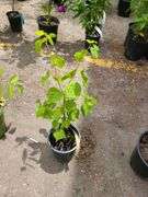Little Leaf Lindan