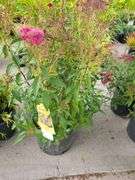 2) Neon Flash Spirea