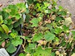3) Creeping Raspberry