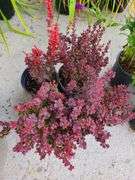 4) Royal Burgundy Barberry