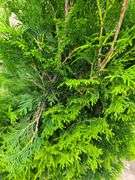 2) Miss Kilm Lilacs, Emerald Green Arborvitae