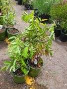 3) Bob Gordon Elderberry