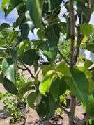 2) Cleveland Select Flowering Pear Trees