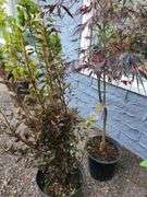 Japanese Maple, Tree