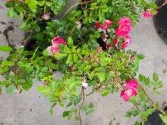 4) Rose Bush