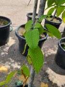 Hornbeam Tree