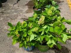 2) Hydrangea