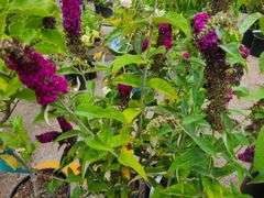 4) Miss Molly Butterfly Bush