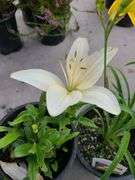 2) Hemerocallis Happy Returns, Dwarf Asiatic Lilly