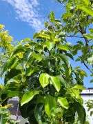 Cleveland Select Flowering Pear Tree, Apple Tree