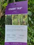 6) Ligustrum Ovalifolium (California Privet)