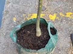 Honey Locust Tree