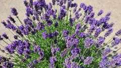 Lavender Bush