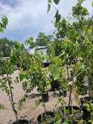 Straight Talk Privet, European White Birch
