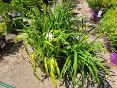 3) Daylilies