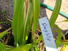 3) Daylilies