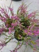 3) Purple Heather Calluna Vulgaris