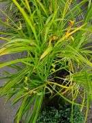 6) Daylily