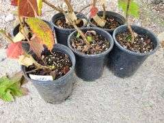 6) Snowflake Oakleaf Hydrangea