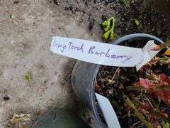 4) Orange Torch Barberry