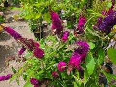 4) Blue Chip Butterfly Bush