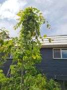 American Hornbeam