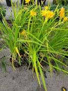 6) Daylily